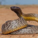 Inland Taipan di gurun Australia