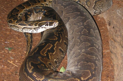 african rock python (python sebae) menggulung di atas tanah hutan