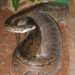 african rock python (python sebae) menggulung di atas tanah hutan
