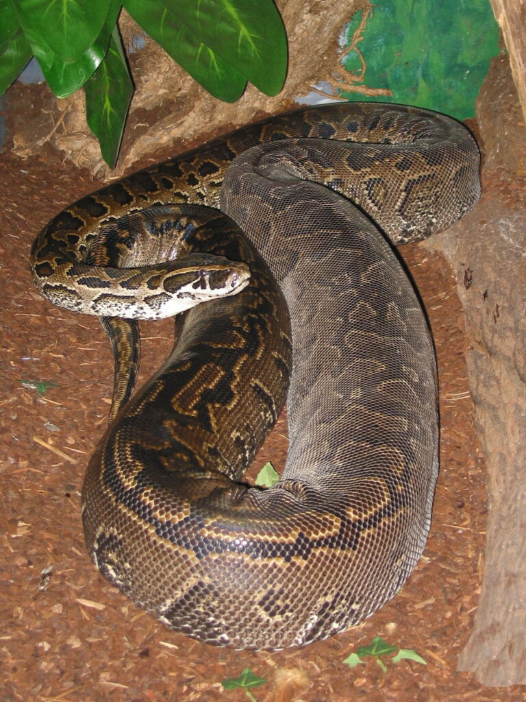 african rock python (python sebae) menggulung di atas tanah hutan