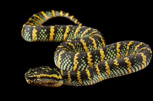 Ular Temple Viper dengan pola sisik hijau, kuning, dan hitam di latar belakang hitam
