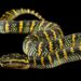 Ular Temple Viper dengan pola sisik hijau, kuning, dan hitam di latar belakang hitam