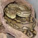 Carpet Python berwarna cokelat kuning dalam lubang kayu.