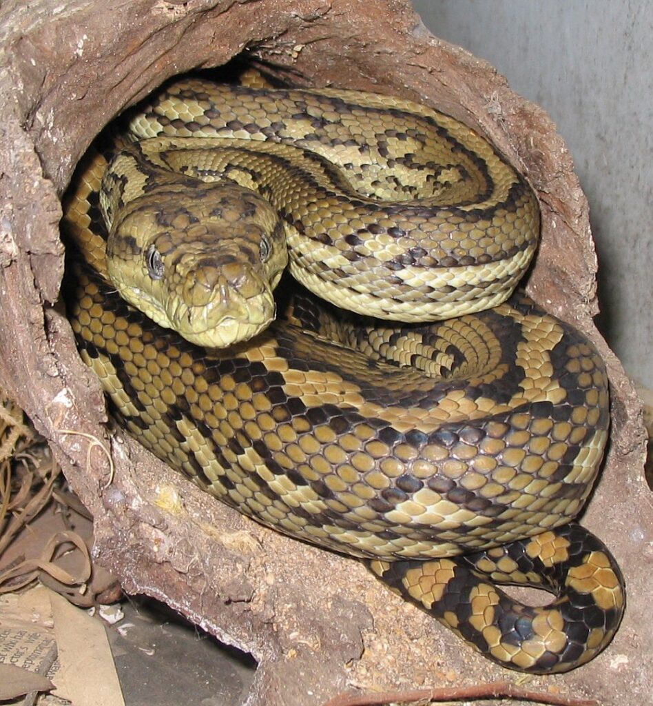 Carpet Python berwarna cokelat kuning dalam lubang kayu.