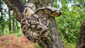 Ball Python (Python regius) melilit pohon di habitat alami.