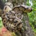 Ball Python (Python regius) melilit pohon di habitat alami.