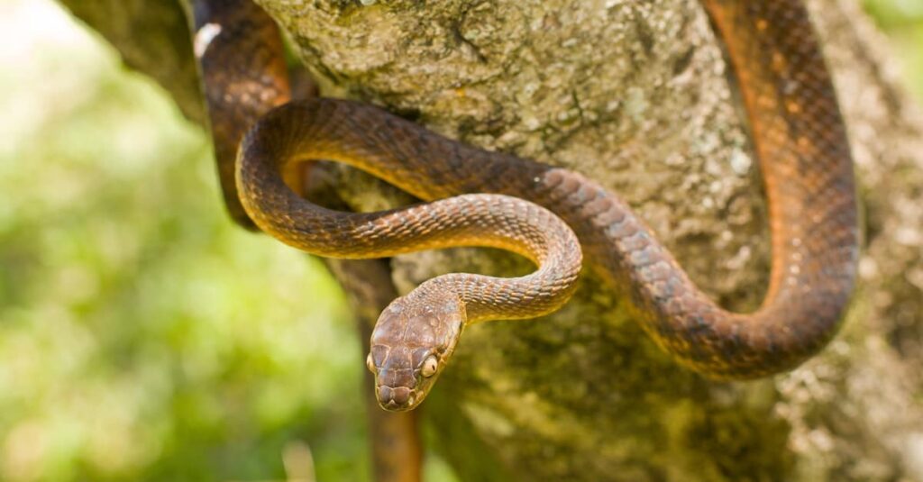 Brown Tree Snake melingkar di pohon dengan postur siap menyerang.