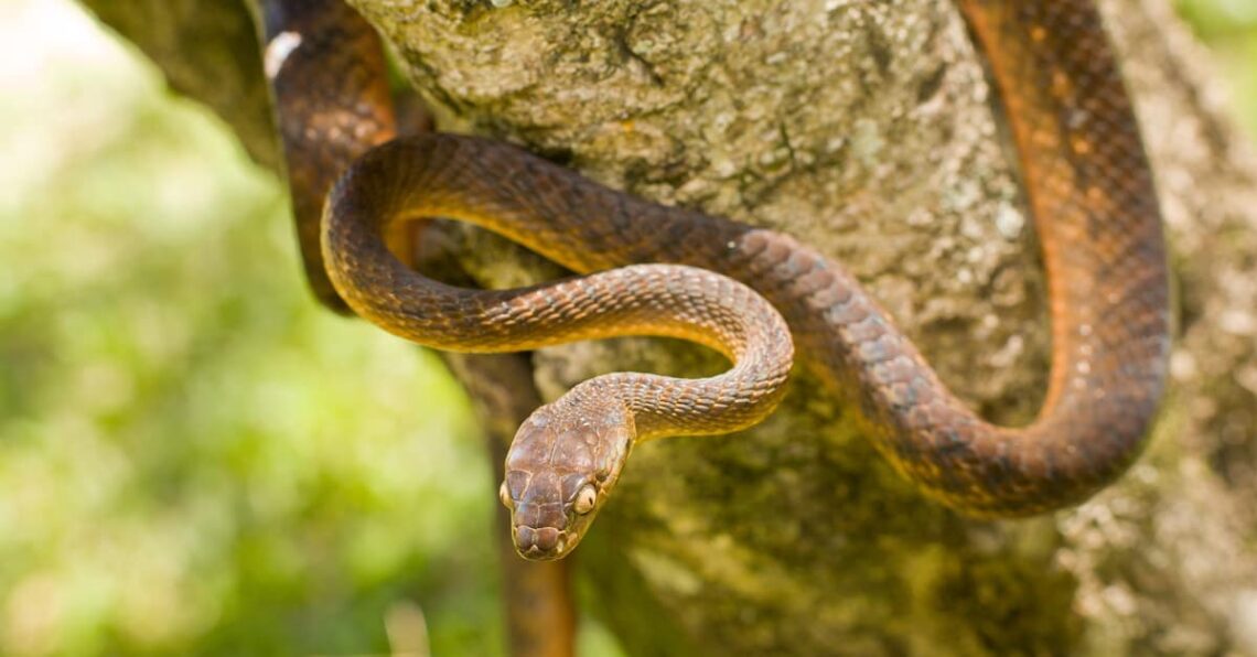 Brown Tree Snake melingkar di pohon dengan postur siap menyerang.