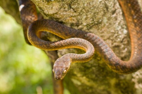 Brown Tree Snake melingkar di pohon dengan postur siap menyerang.