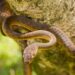Brown Tree Snake melingkar di pohon dengan postur siap menyerang.