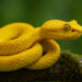 Ular Eyelash Viper kuning melingkar di atas ranting berlumut.