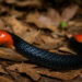 Red-headed Krait di lantai hutan.