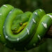 Emerald Tree Boa melingkar di dahan pohon dengan sisik hijau terang dan corak putih.
