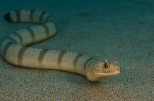 Horned Sea Snake di dasar laut berpasir