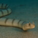 Horned Sea Snake di dasar laut berpasir