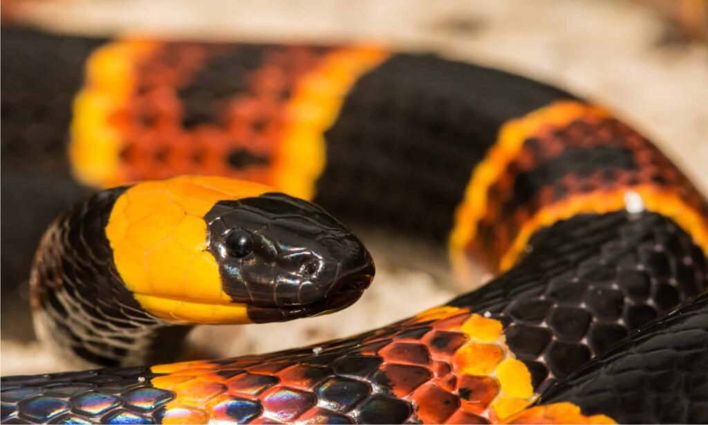 Kepala dan pola warna cerah Eastern Coral Snake.