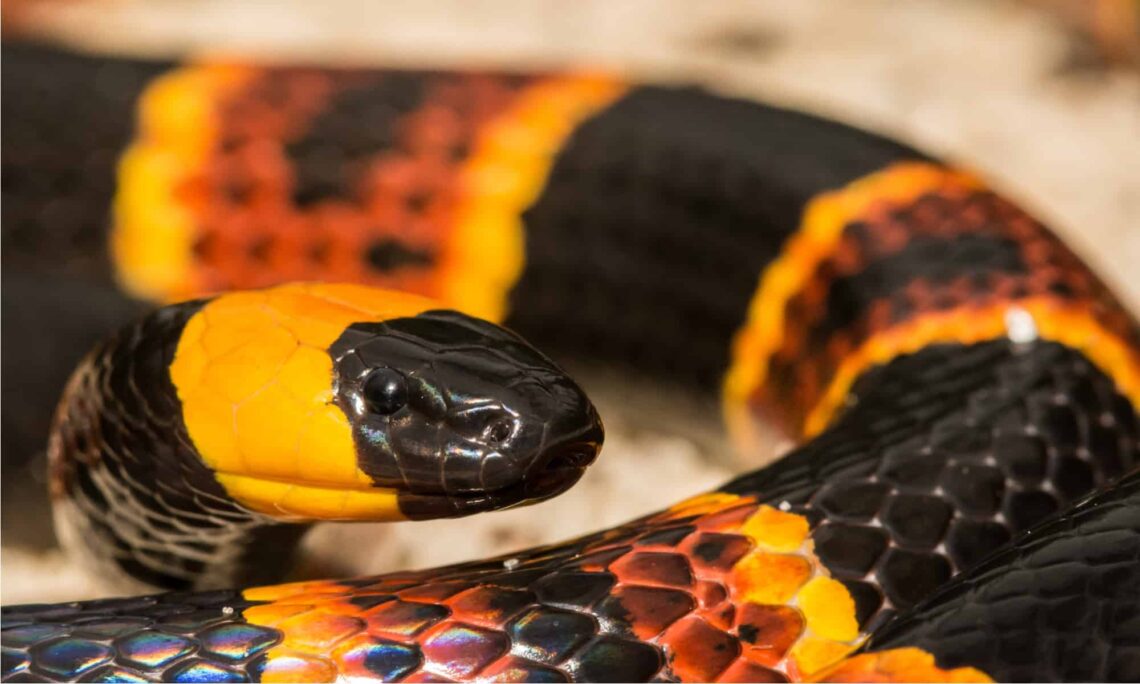 Kepala dan pola warna cerah Eastern Coral Snake.