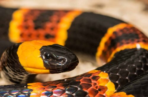 Kepala dan pola warna cerah Eastern Coral Snake.