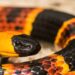 Kepala dan pola warna cerah Eastern Coral Snake.