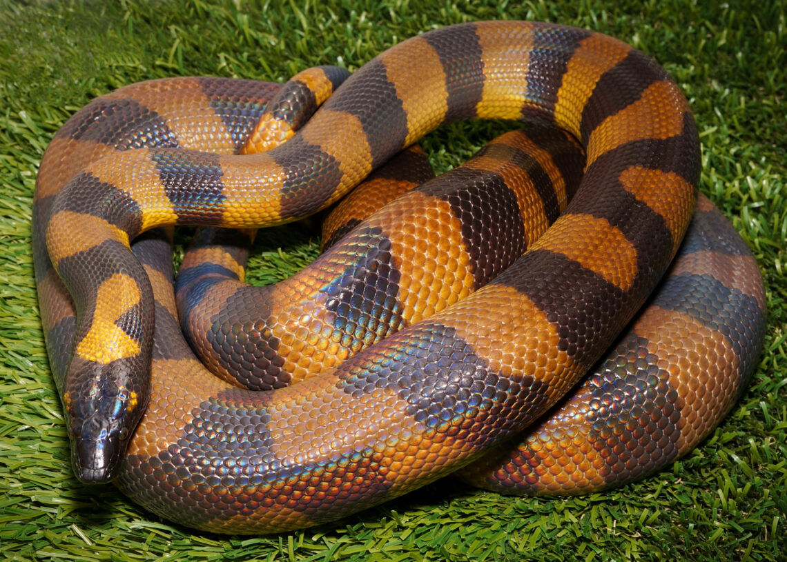 Bismarck Ringed Python dengan pola cincin oranye-hitam