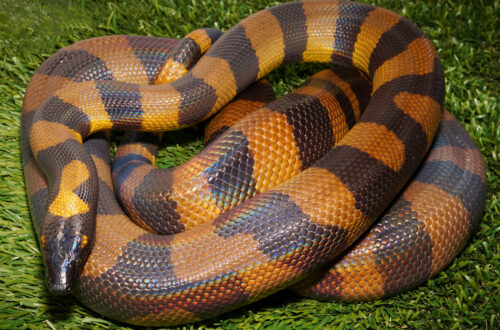 Bismarck Ringed Python dengan pola cincin oranye-hitam