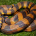 Bismarck Ringed Python dengan pola cincin oranye-hitam