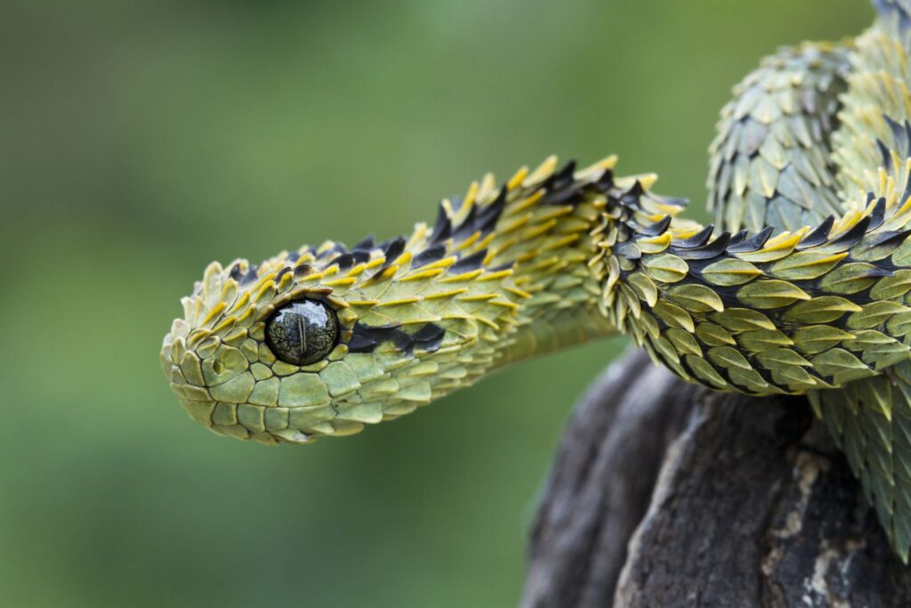 bush viper dengan sisik kasar berwarna hijau kuning mirip naga di atas batang pohon