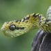 bush viper dengan sisik kasar berwarna hijau kuning mirip naga di atas batang pohon