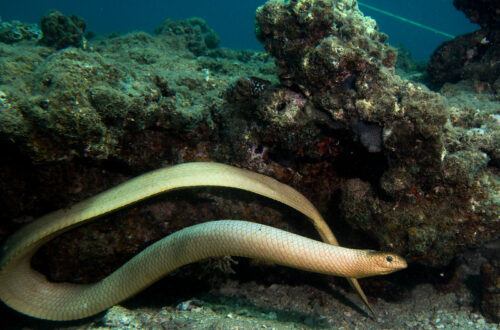 olive sea snake aipysurus laevis berenang di terumbu karang