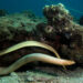 olive sea snake aipysurus laevis berenang di terumbu karang