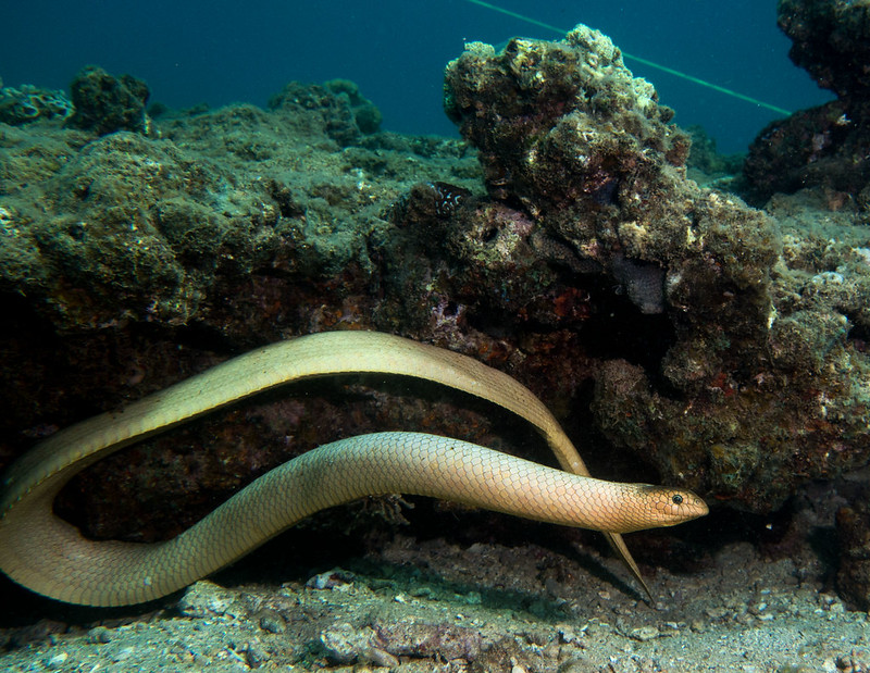 olive sea snake aipysurus laevis berenang di terumbu karang