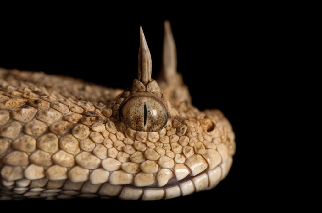 Close-up kepala Horned Viper dengan dua tanduk di atas mata