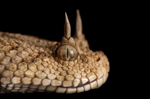 Close-up kepala Horned Viper dengan dua tanduk di atas mata