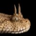 Close-up kepala Horned Viper dengan dua tanduk di atas mata