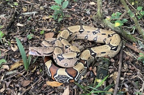 Boa constrictor melata di lantai hutan.