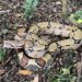 Boa constrictor melata di lantai hutan.