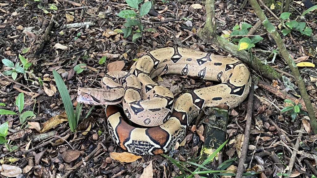 Boa constrictor melata di lantai hutan.