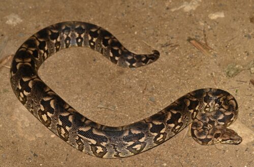 Dumeril’s Boa berwarna cokelat dengan pola khas di lantai hutan kering