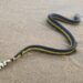 Yellow-bellied Sea Snake di pasir pantai