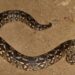 Dumeril’s Boa berwarna cokelat dengan pola khas di lantai hutan kering