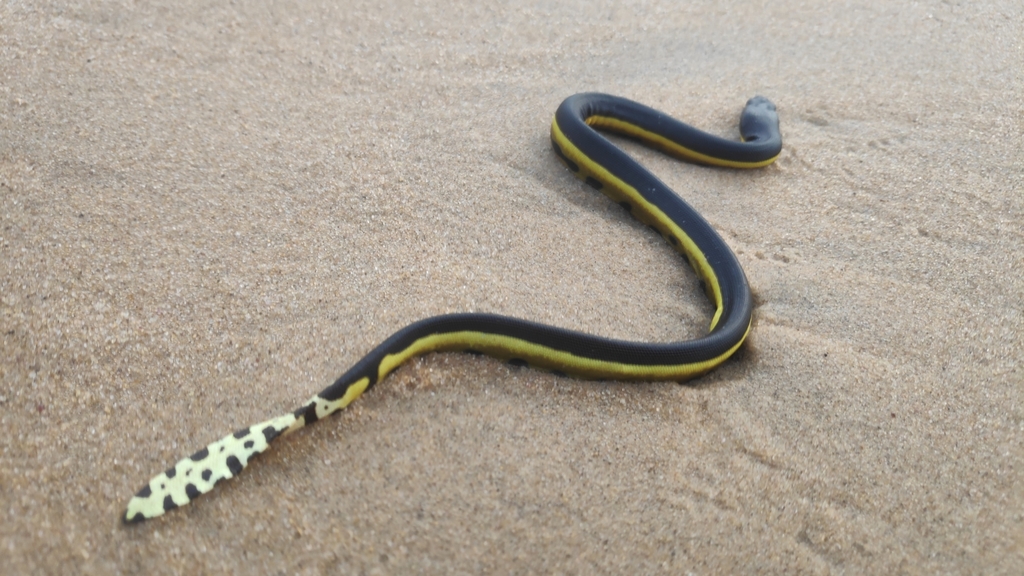 Yellow-bellied Sea Snake di pasir pantai