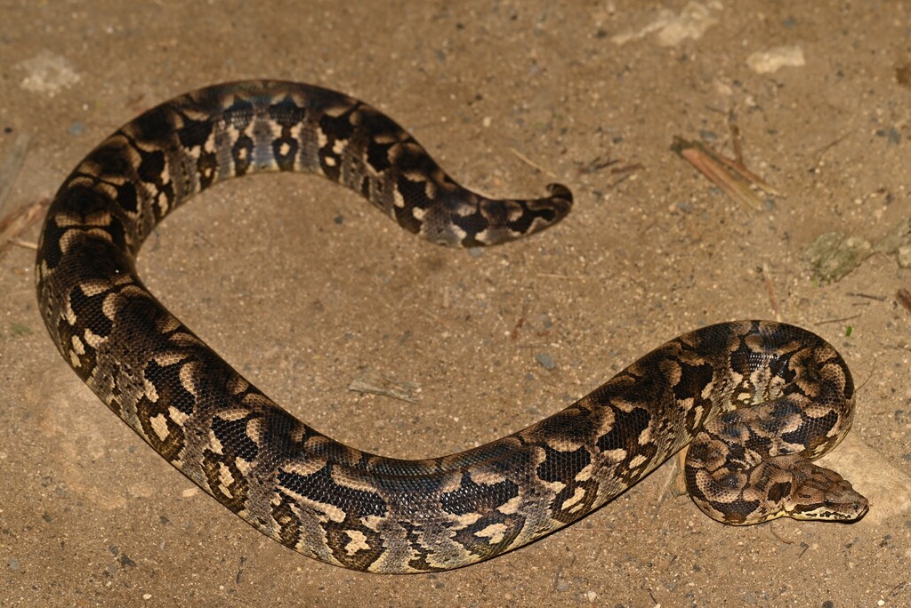 Dumeril’s Boa berwarna cokelat dengan pola khas di lantai hutan kering