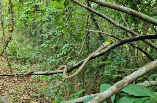 Twig Snake berkamuflase di antara ranting hutan tropis