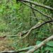 Twig Snake berkamuflase di antara ranting hutan tropis