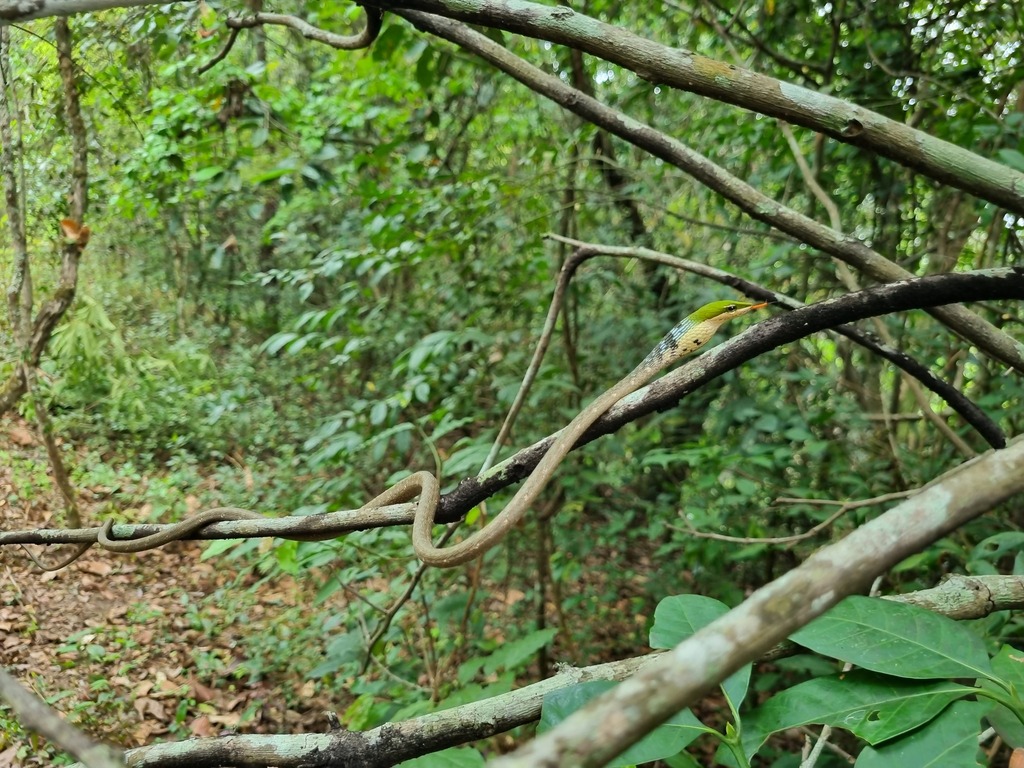 Twig Snake berkamuflase di antara ranting hutan tropis