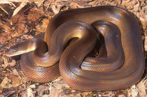 Water Python dengan sisik berkilau di atas dedaunan kering.