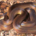 Water Python dengan sisik berkilau di atas dedaunan kering.