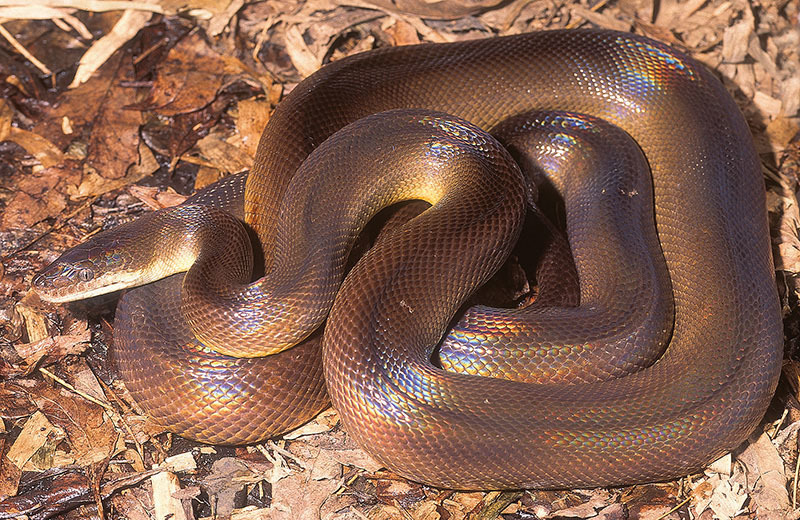 Water Python dengan sisik berkilau di atas dedaunan kering.