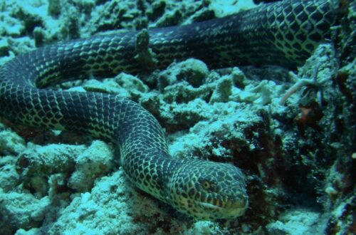 Dubois’ Sea Snake di dasar terumbu karang