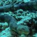 Dubois’ Sea Snake di dasar terumbu karang